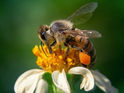 Зачем осы и пчелы жалят человека? Вы удивитесь, когда узнаете настоящую причину агрессии насекомого