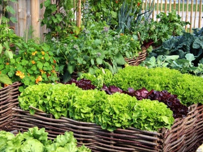 Соберёте урожай дважды: в июле обязательно посадите эти растения — к сентябрю будете с овощами и зеленью
