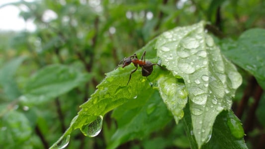 Хитрые дачники с муравьями борются только так: вредители исчезают после первой обработки — и тля вместе с ними