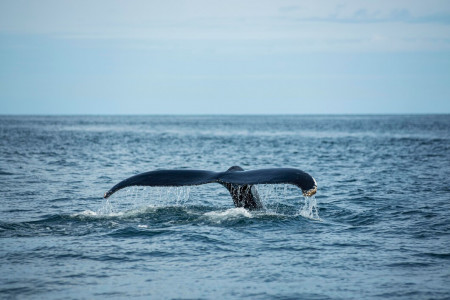 В Баренцевом море кит устроил представление