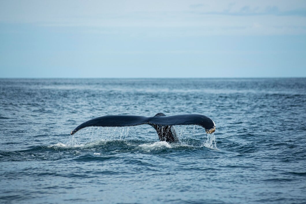 В Баренцевом море кит устроил представление