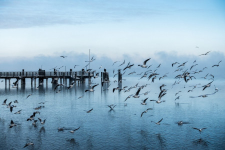Эпичная битва: на Териберском мосту чайки геройски сражались за пакет с хлебом