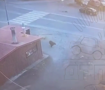 В городе опасно: по Оленегорску бегает медведь