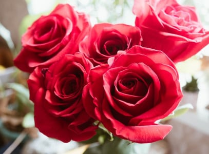 Шикарные розы будут радовать вас до заморозков: вот что нужно сделать с кустами в июле — и речь не об удобрении