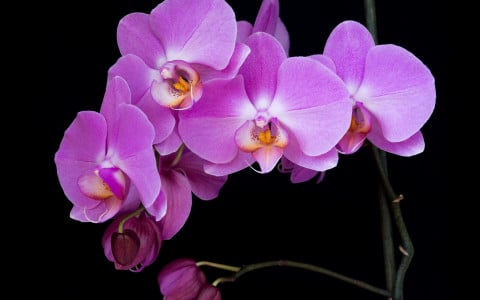 О такой подкормке мечтает даже капризная орхидея: начнёт выпускать бутоны и днём, и ночью — каждый цветок размером с ладонь