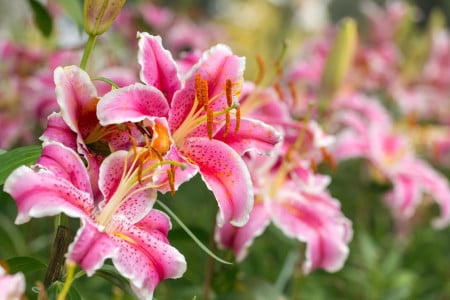Лилии станут главным украшением сада: достаточно сделать это уже сейчас — такое цветение вызывает восхищение даже у бывалых дачников
