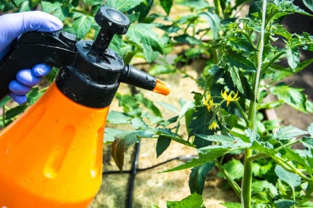 Лью под корень — и от хлороза томатов не остаётся даже следа: культура отблагодарит небывалым урожаем — достаточно 1 литра на куст