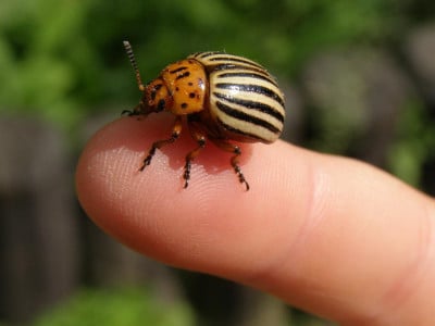 Колорадский жук канет в Лету: просто опрыскайте этим клубни — ни один вредитель и близко не подойдет