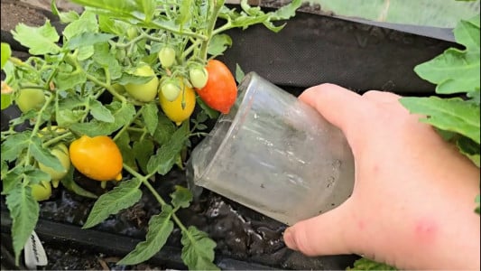 Стакан под куст — и томаты завяжут каждый бутон: ни один цветок не сбросят — защита от стерилизации пыльцы и пустоцветов