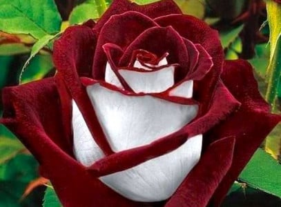 Королева сада: Этот сорт роз заставит соседей плакать от зависти — устойчива к заморозкам и болезням