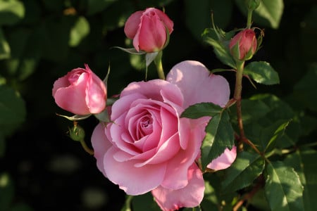 Удивить «королеву цветов» можно только так: любой сорт роз нуждается в этих удобрениях — бутонизация продлится до глубокой осени