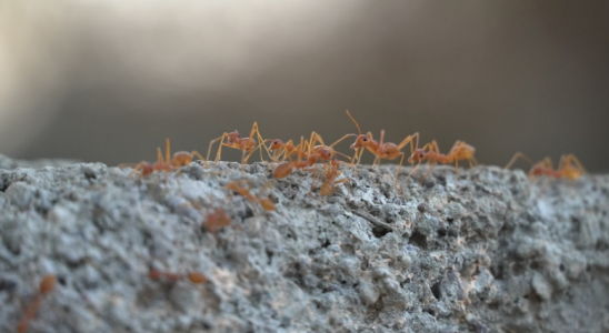 Такая вода от муравьёв избавит навсегда: всего 1 обработка этим бабушкиным средством — вредители сбегут минимум на 50 лет