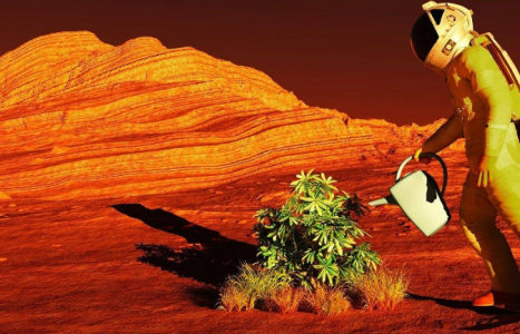 Озеленение Марса: На Земле есть растение, которому и марсианский климат нипочём — есть чем засеять Красную планету