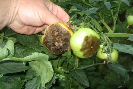 Даже после температурных перепадов фитофторы нет: агроном назвала лучшее средство от напасти — томаты будете собирать до октября