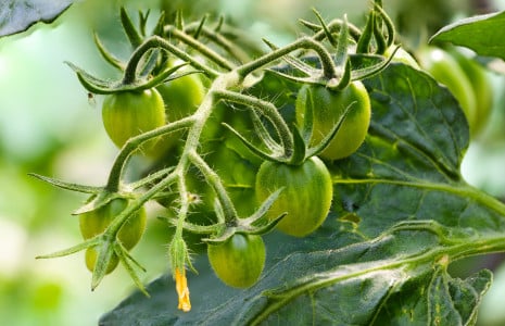 Вношу «коктейль» под куст — и помидоры завязывают плоды без устали: пустоцветов не найти даже под микроскопом — урожайность зашкаливает