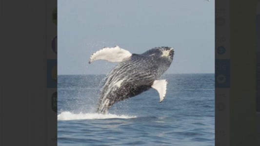 В Мурманской области около Кильдина видели «летающих» китов