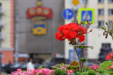 Красивое: на улицах Мурманска высадят порядка 100 тысяч различных цветов