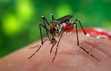 Спасение от укусов насекомых: всего шесть секунд и от боли с зудом не останется и следа — изобретен специальный гаджет