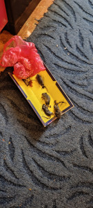 «Мыши просто надоели»: жительница Мурманска пожаловалась на нашествие мышей из подвала