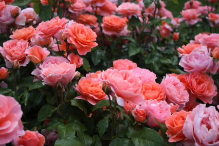 Цветение роз не будет прекращаться даже на секунду: «королева цветов» нуждается в этом прямо сейчас — секрет небывалой бутонизации