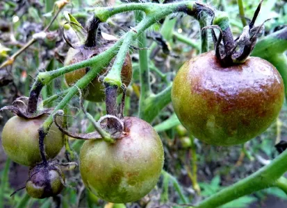 Крошу в ведро и лью под томаты — фитофторы и в помине нет: каждый куст плодоносит до осени — на болезни не отвлекается