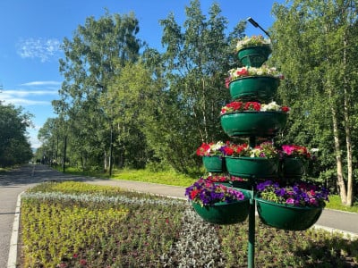 Озеленение Мурманска продолжается: в городе появляются новые цветочные островки