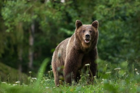 Медведь напугал жителей Кировска, выбежав на пробежку в людное место
