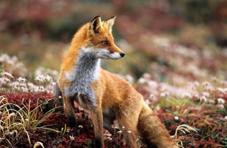 «Иди мышей лови»: туристы Териберки отказали лисице в лакомстве