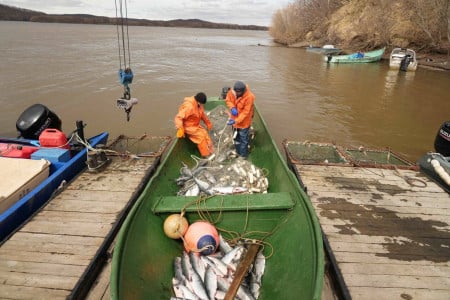 В северном бассейне выловили на 13,7 тысячи тонн рыбы больше предыдущего показателя