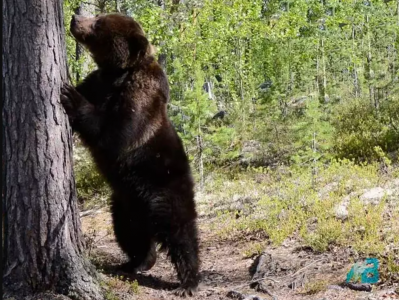 «Осторожно, медведь!» Лесной хищник бродит под Заполярным
