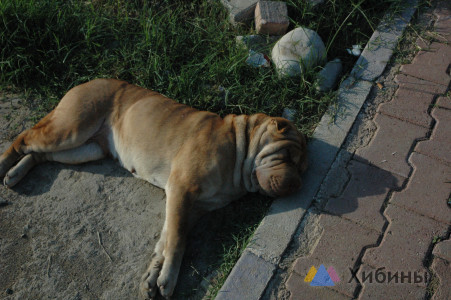 Площадку для выгула собак обустроят в Ковдоре вместо ФОКа