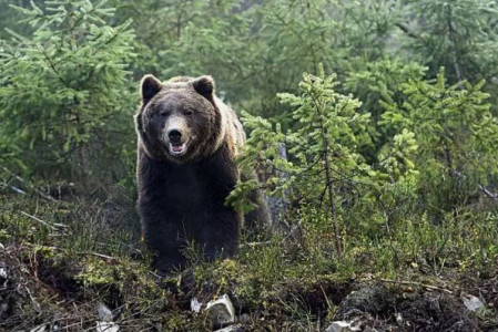 Полицейские застрелили в Петербурге медведя-убийцу, растерзавшего во дворе дома женщину — она была профессиональной дрессировщицей