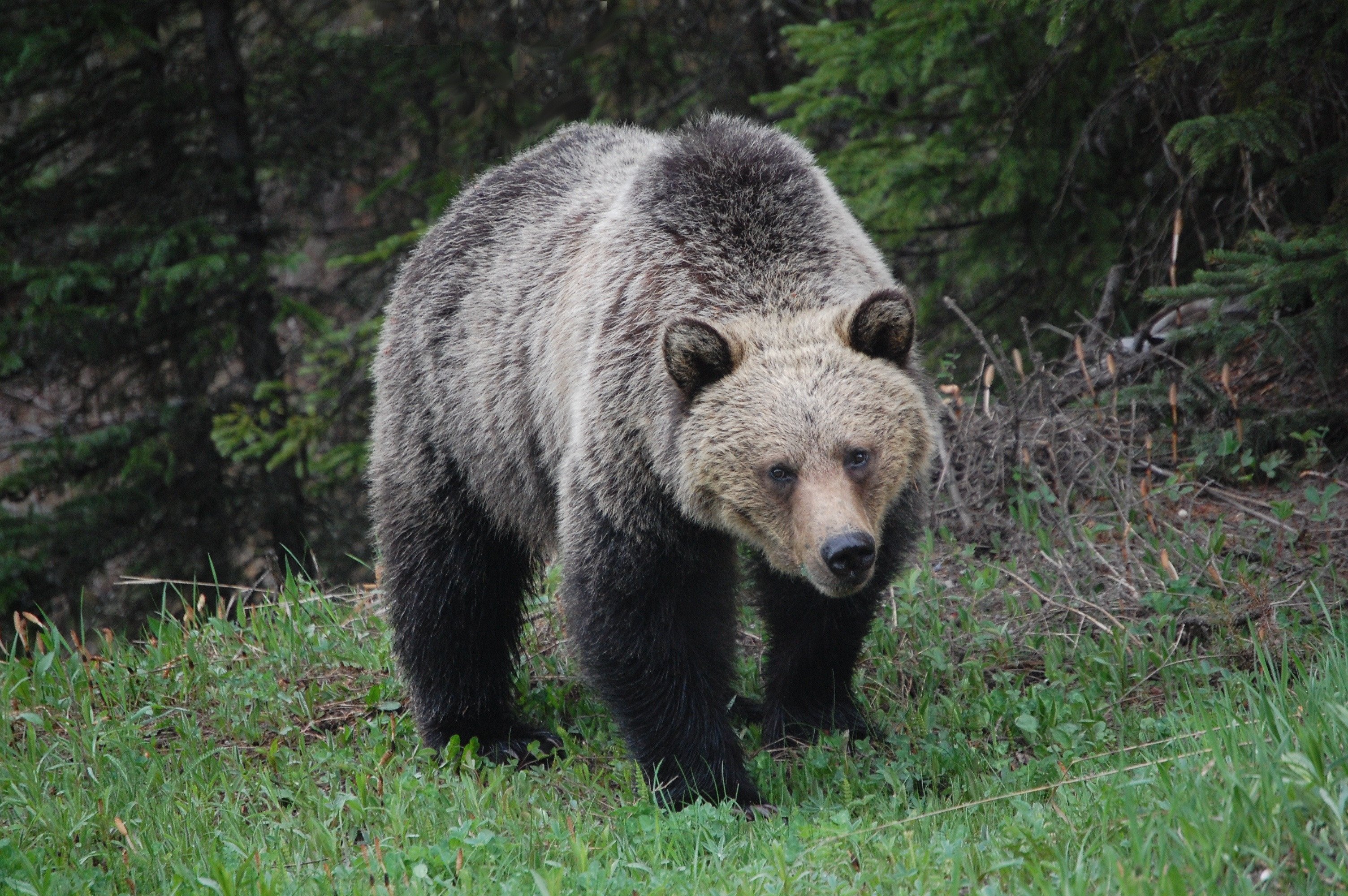 Разрешения на охоту в летне-осенний сезон в Заполярье начнут выдавать с 22 июля