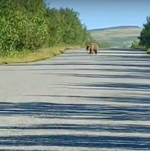 «Ничего не боится»: по дороге к бывшему руднику Умбозеро несколько дней гуляет медведь
