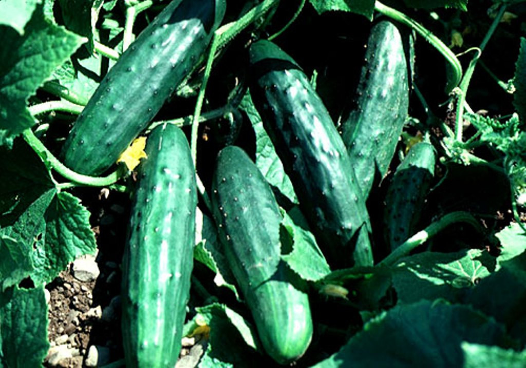 Фото: gardening.cornell.edu