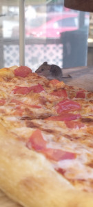 Рататуй на просторах Мурманска: жители засняли в магазине мышь, поедающую пиццу