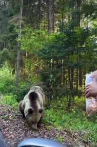 Пренебрёг предупреждениями: медведь набросился на мужчину, который хотел его покормить в Мурманской области