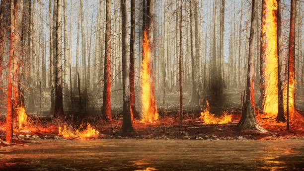 Во всей Мурманской области ввели чрезвычайный уровень пожарной опасности