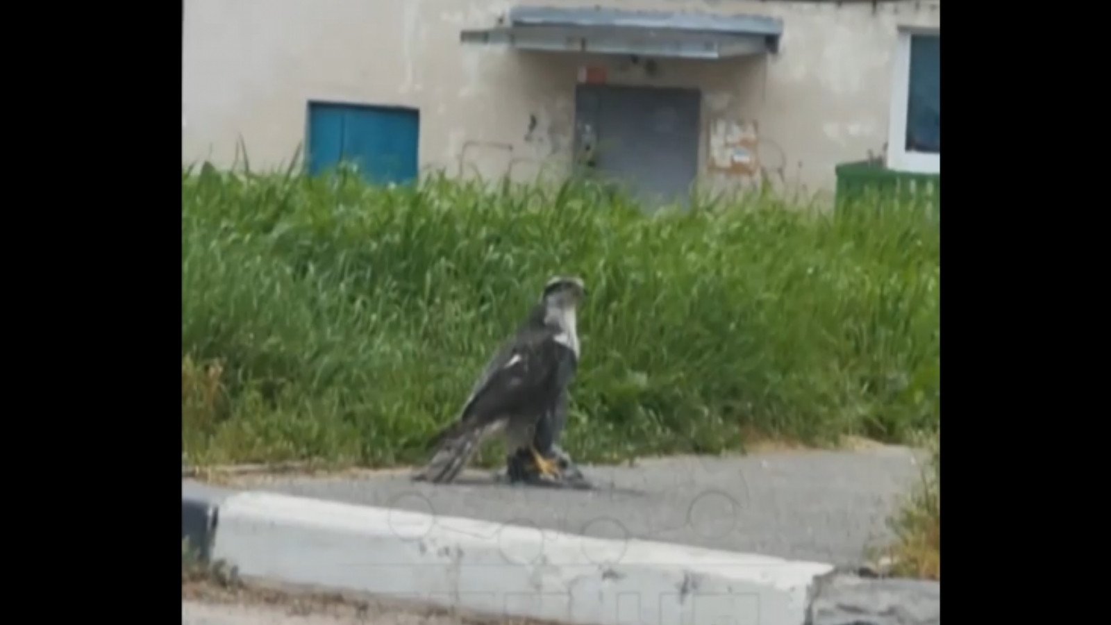 Охотился на голубей: на улицах Мурманска заметили хищную птицу