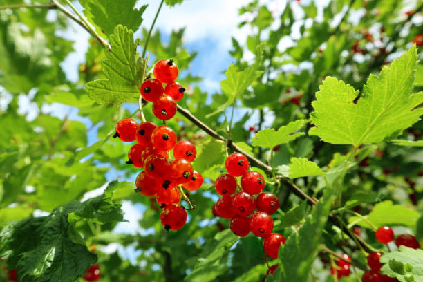 Фото: istockphoto.com