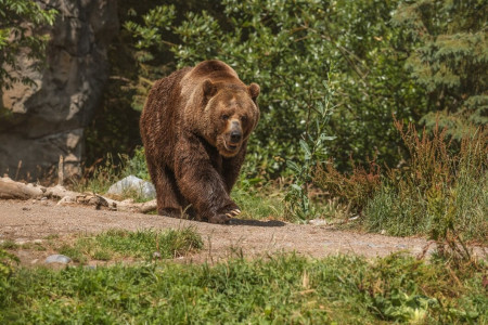 В районе аэропорта Мурманска заметили медведя