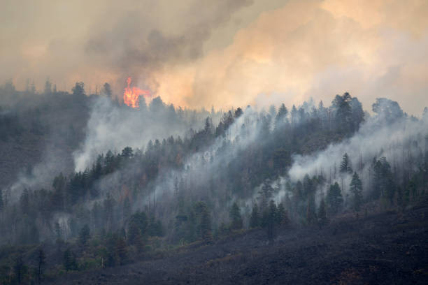 Порядка 80% пожаров в Мурманской области происходит по вине человека