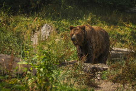 В лесу под Мончегорском на грибника напал медведь