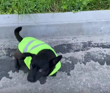 Хвостатая помощница появилась в рядах сотрудников городского благоустройства Мончегорска