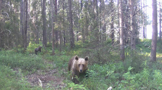 Медведица напала на камеру в Кандалакшском заповеднике