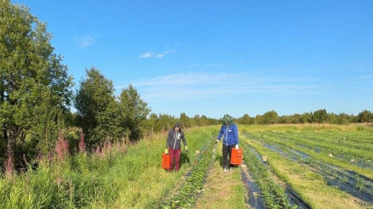 В Мурманской области появилась клубничная плантация — первая в Заполярье