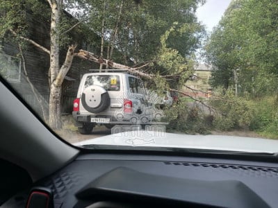 Сильный ветер валит деревья в Заполярье — из-за непогоды страдают автомобилисты