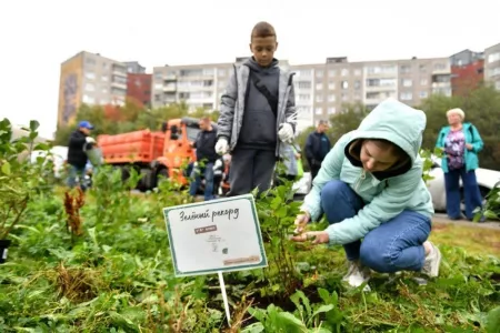 «Зеленый рекорд» снова поставлен: сегодня жители Мурманска высадили более десяти тысяч деревьев и кустарников в черте города