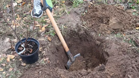 Грунтовые воды не беда: особенности посадки вишни на переувлажненных почвах