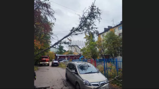 В Мурманске ищут водителя, на чью машину рухнуло дерево — на нее может упасть еще одно